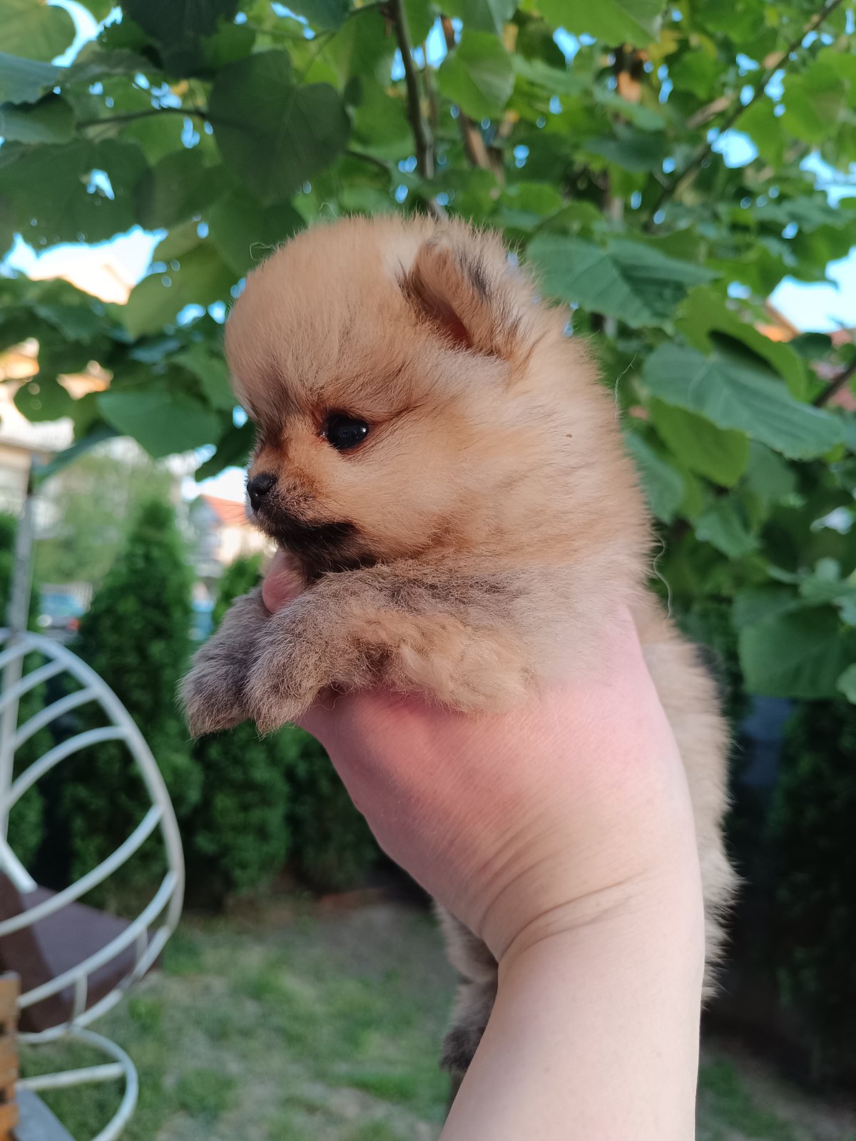 Pomeranac Top zenka